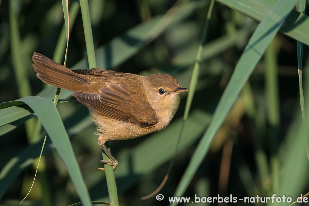 Teichrohrsänger, Rohrspatz