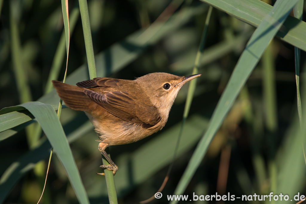 Teichrohrsänger, Rohrspatz