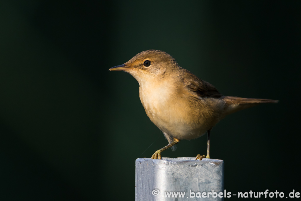 Teichrohrsänger, Rohrspatz