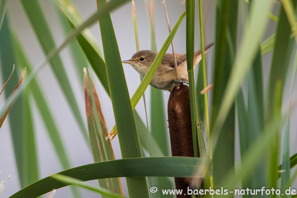 Teichrohrsänger, Rohrspatz