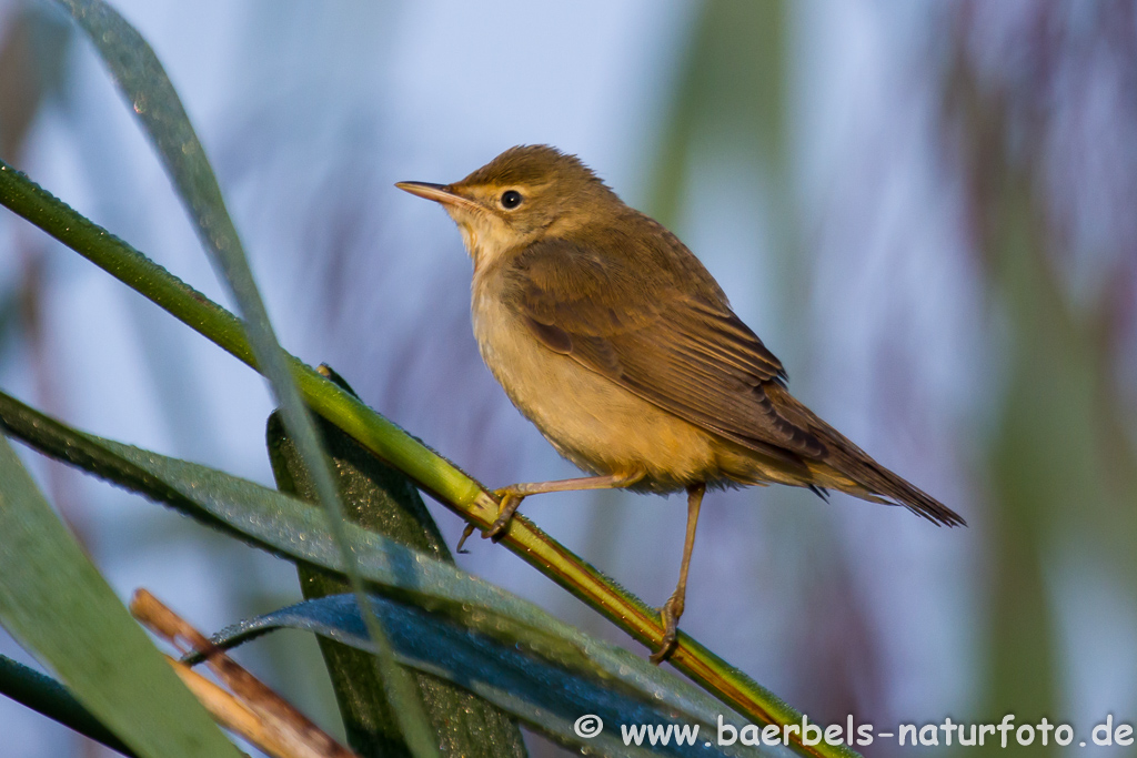 Teichrohrsänger, Rohrspatz