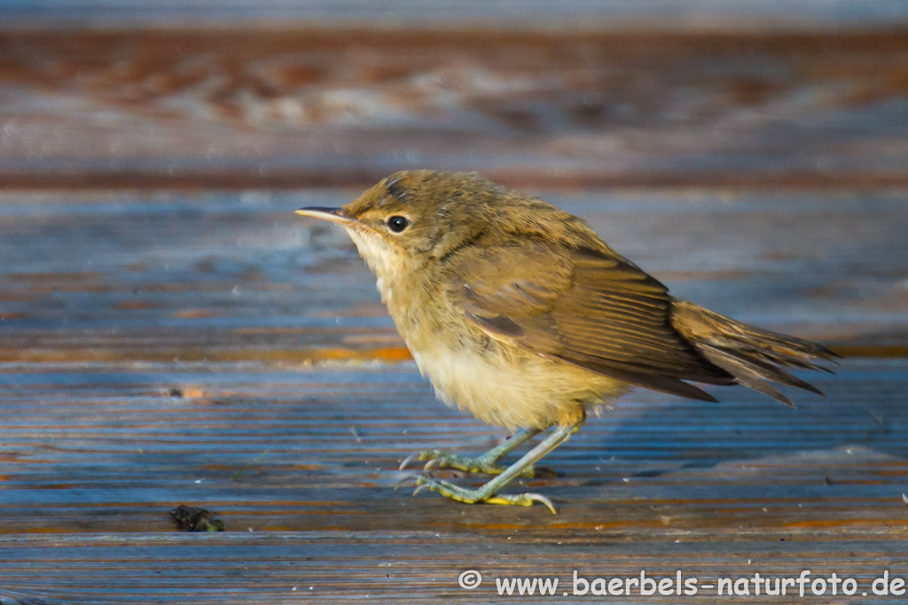 Teichrohrsänger, Rohrspatz