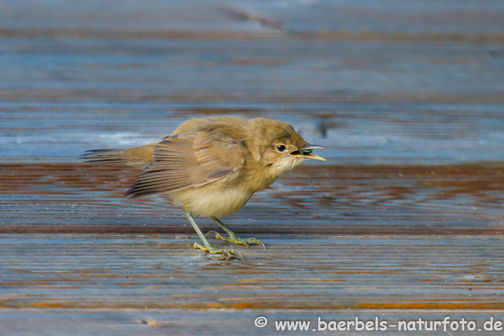 Teichrohrsänger, Rohrspatz