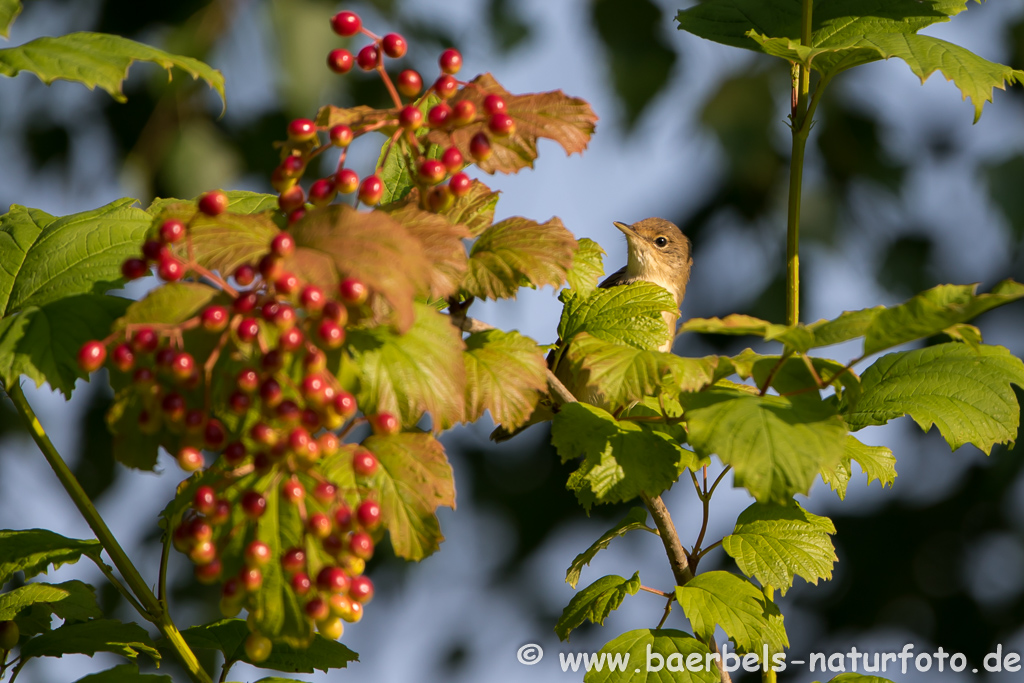 Teichrohrsänger, Rohrspatz