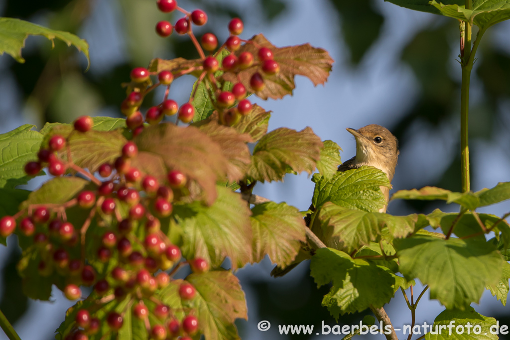 Teichrohrsänger, Rohrspatz