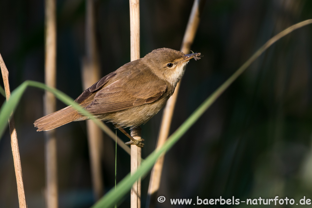 Teichrohrsänger, Rohrspatz