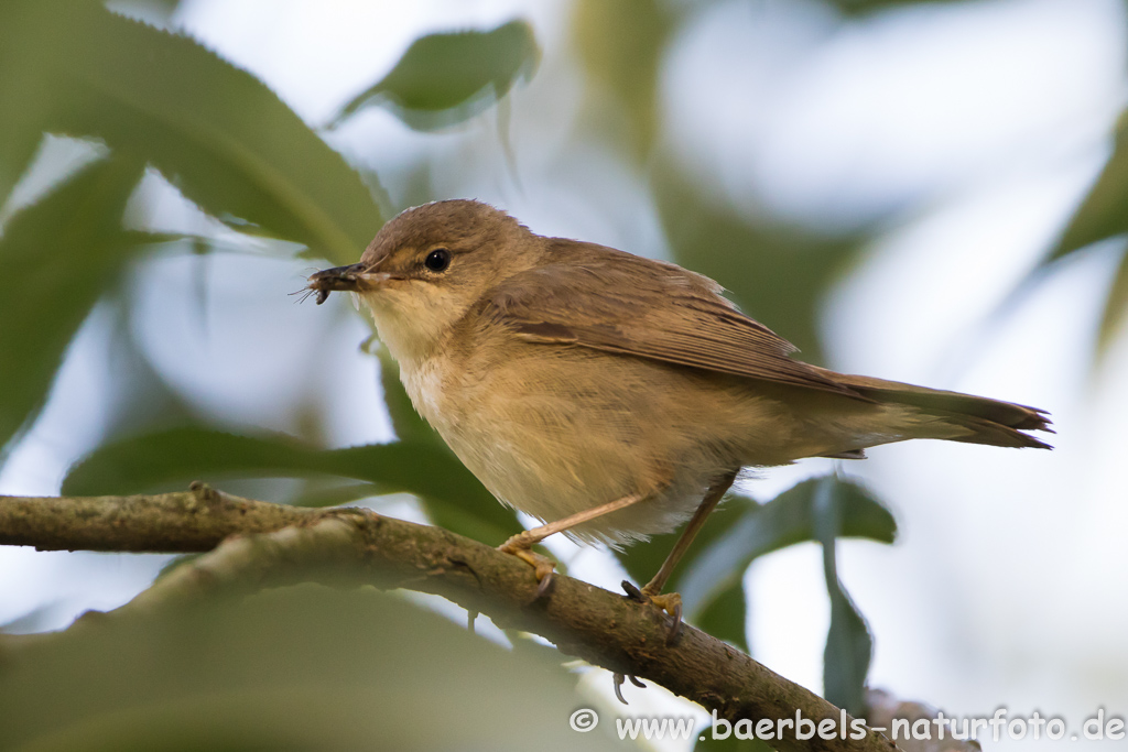 Teichrohrsänger, Rohrspatz