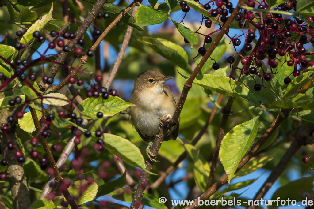 Teichrohrsänger, Rohrspatz