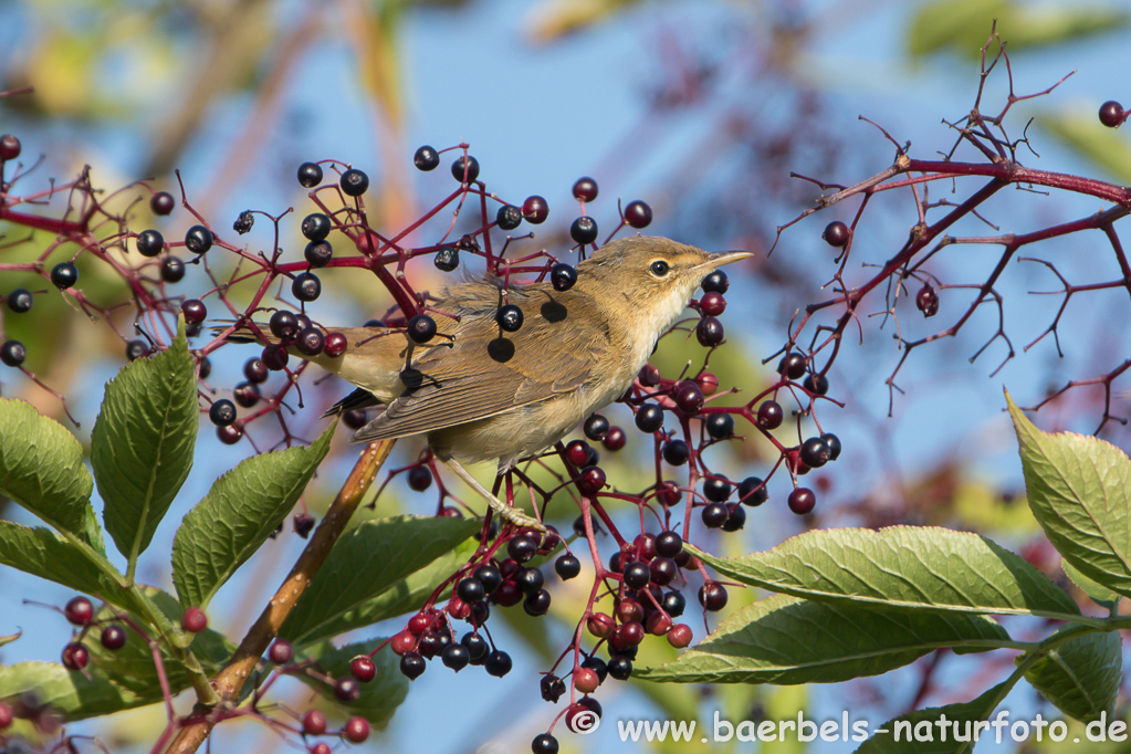 Teichrohrsänger, Rohrspatz