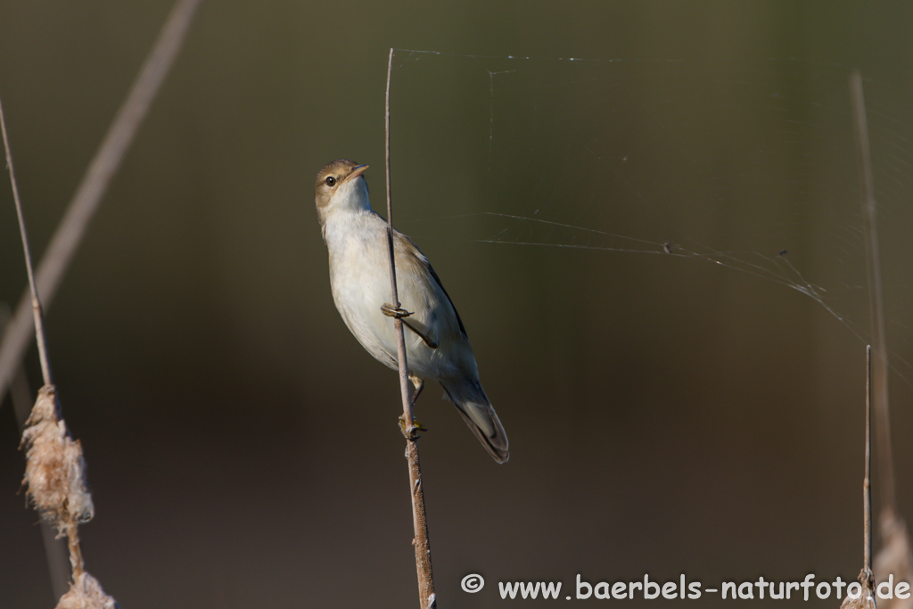 Teichrohrsänger, Rohrspatz