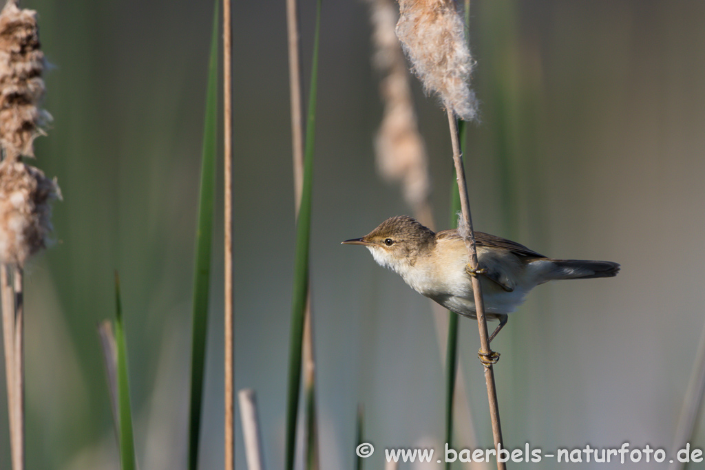 Teichrohrsänger, Rohrspatz