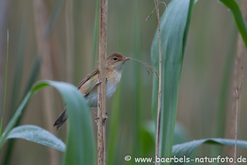 Teichrohrsänger, Rohrspatz