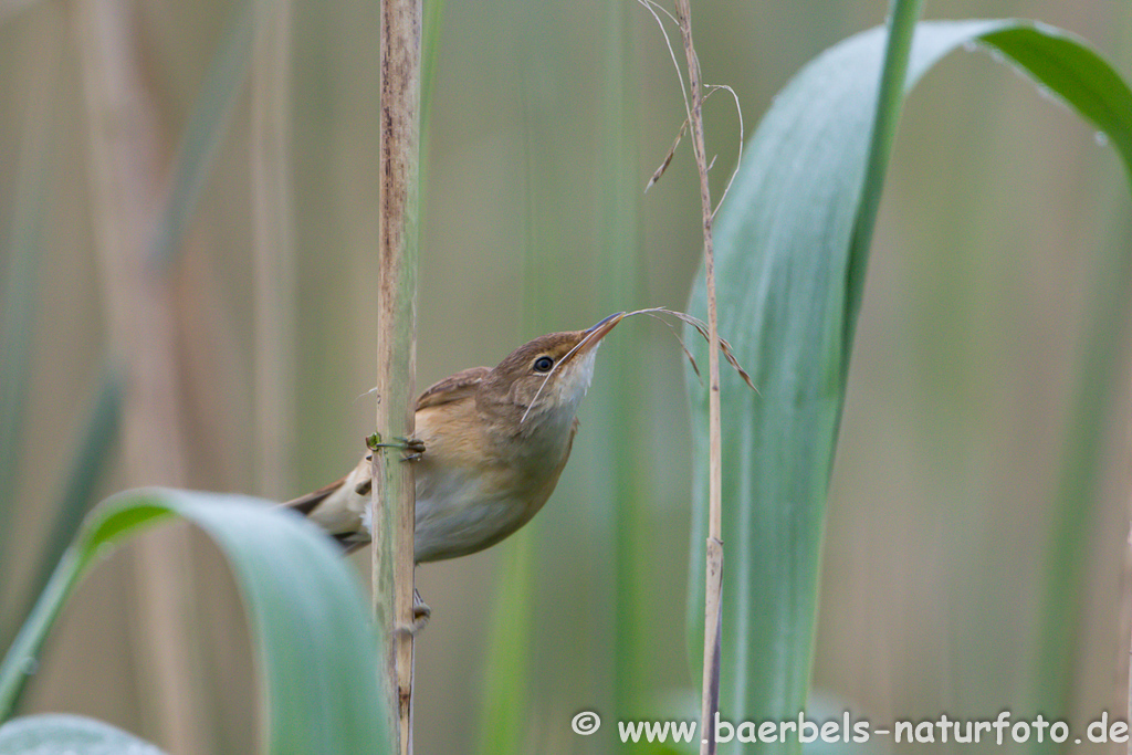 Teichrohrsänger, Rohrspatz