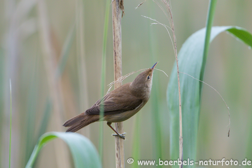 Teichrohrsänger, Rohrspatz