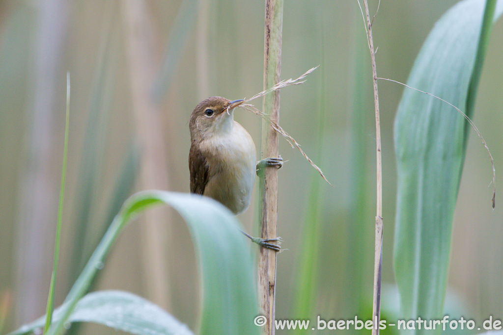 Teichrohrsänger, Rohrspatz