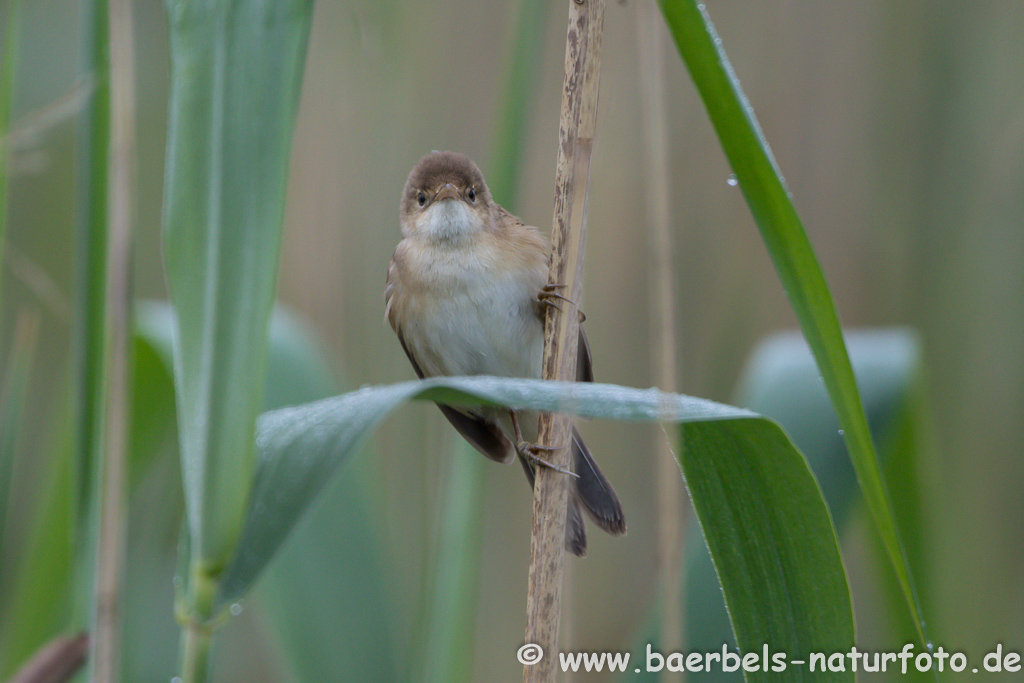 Teichrohrsänger, Rohrspatz