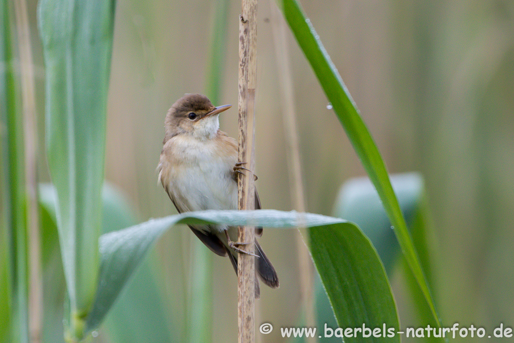 Teichrohrsänger, Rohrspatz