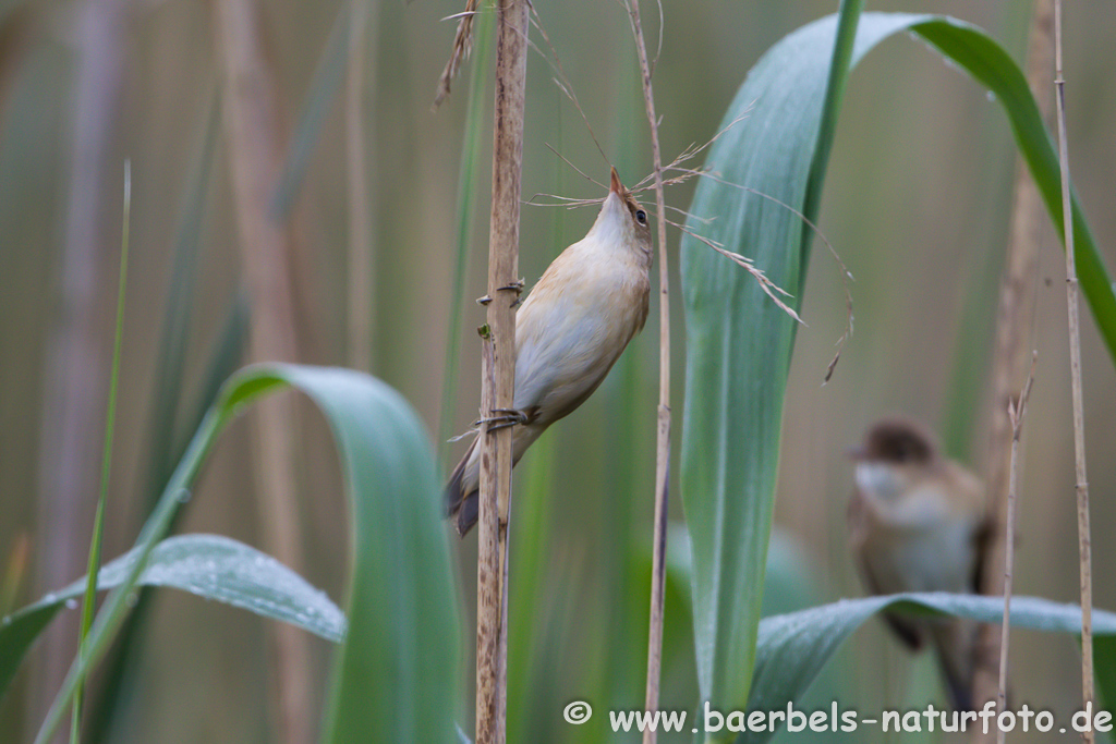 Teichrohrsänger, Rohrspatz