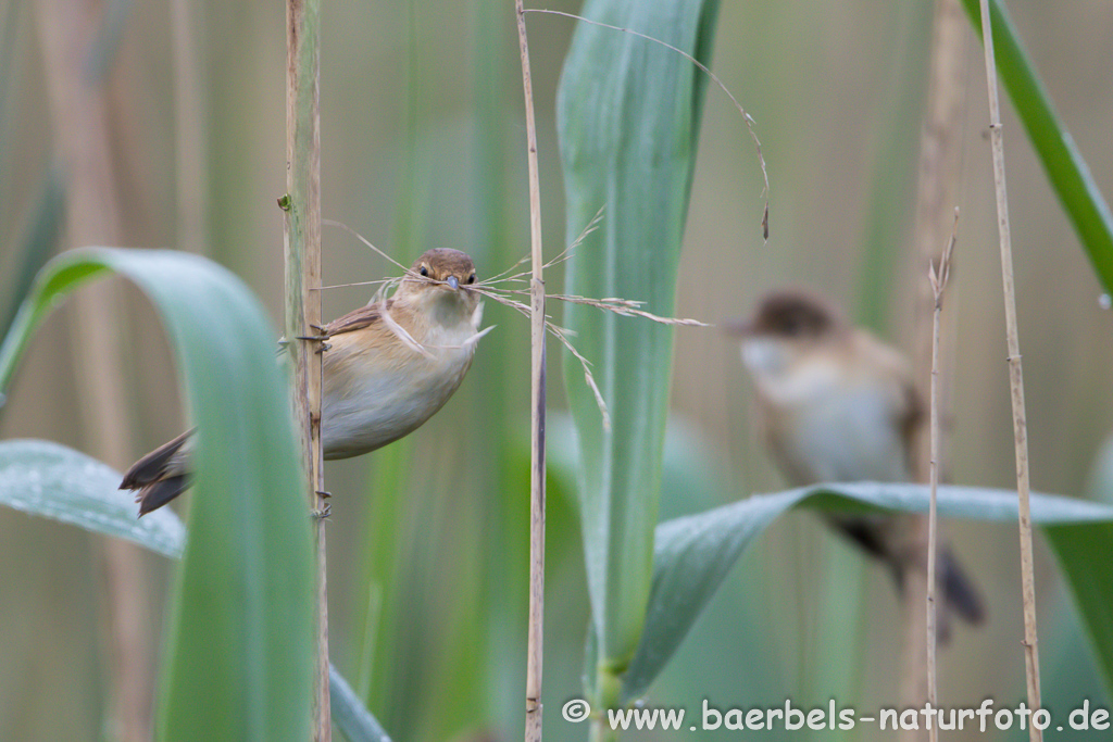 Teichrohrsänger, Rohrspatz