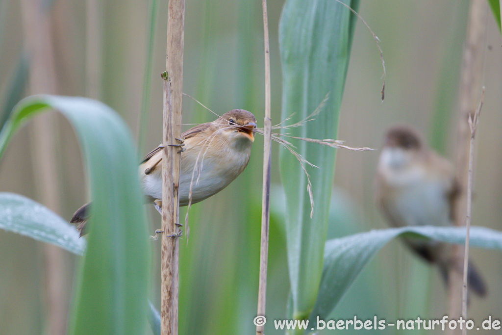 Teichrohrsänger, Rohrspatz