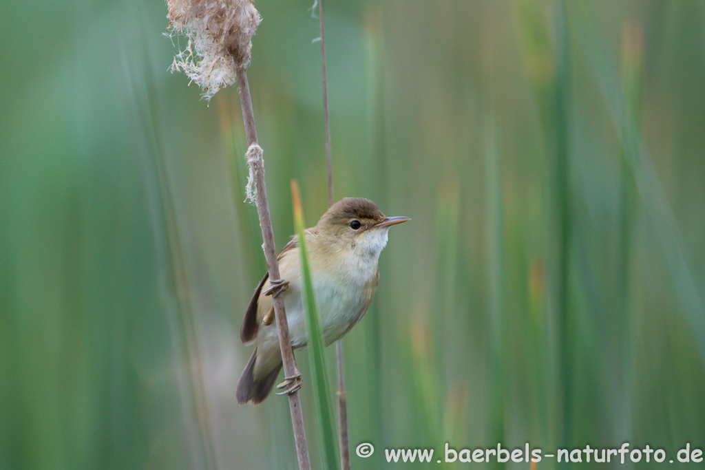 Teichrohrsänger, Rohrspatz