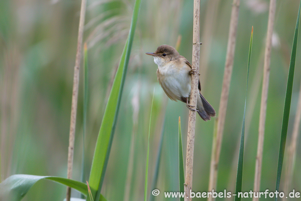 Teichrohrsänger, Rohrspatz