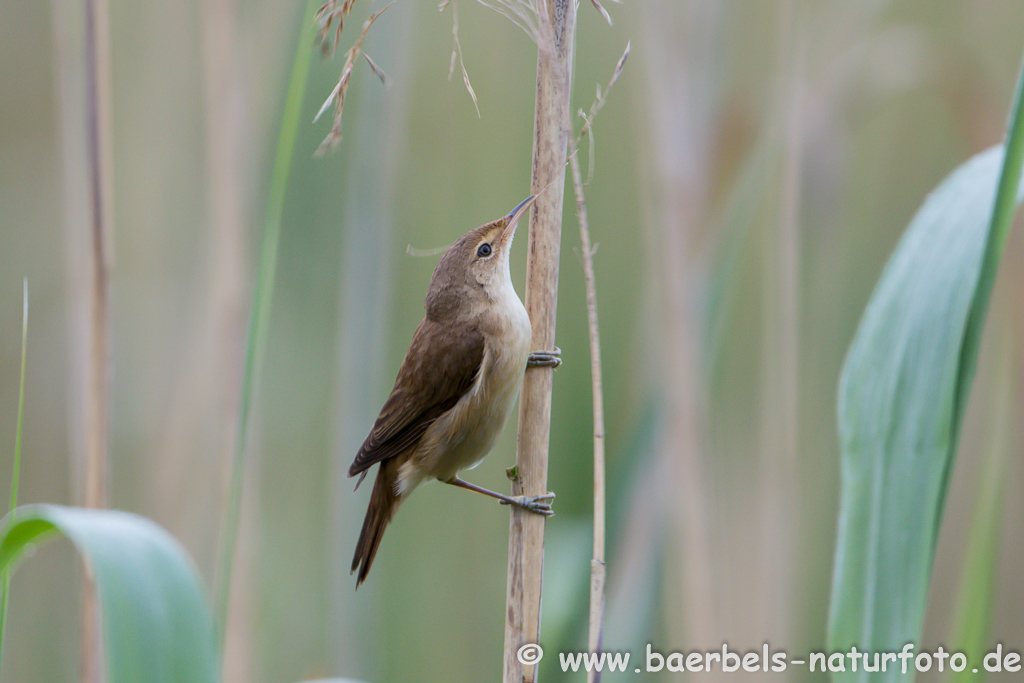 Teichrohrsänger, Rohrspatz