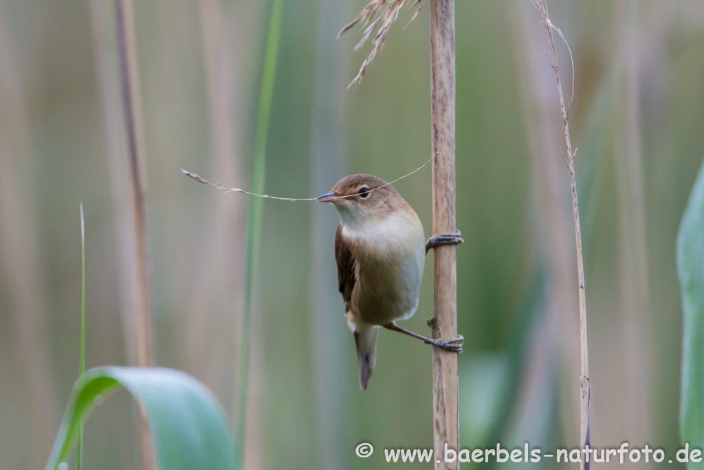 Teichrohrsänger, Rohrspatz