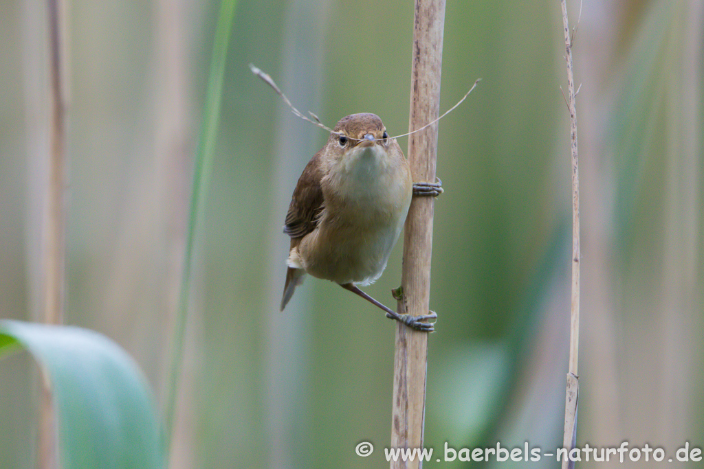 Teichrohrsänger, Rohrspatz