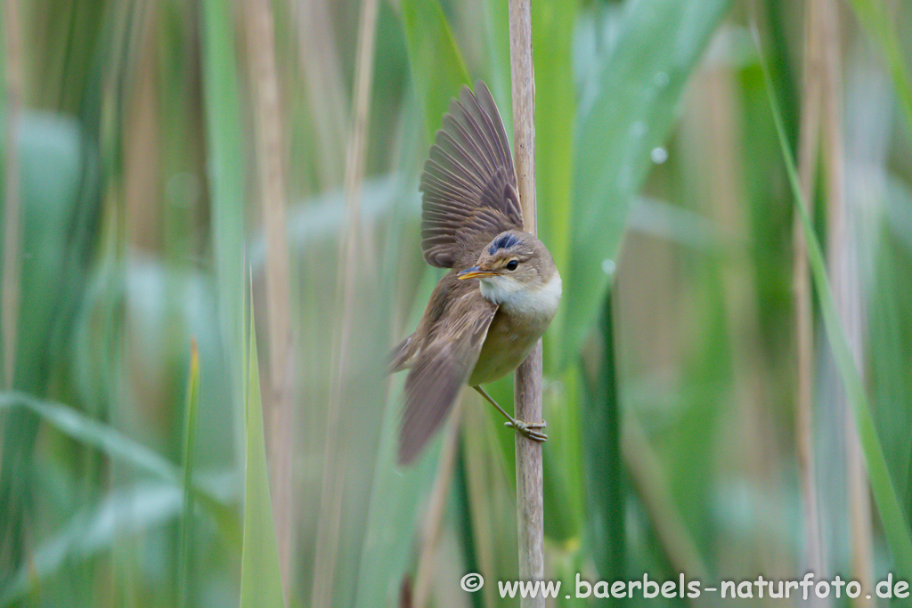 Teichrohrsänger, Rohrspatz