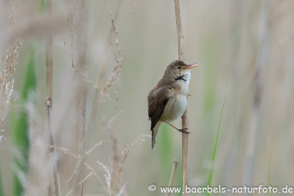 Teichrohrsänger, Rohrspatz