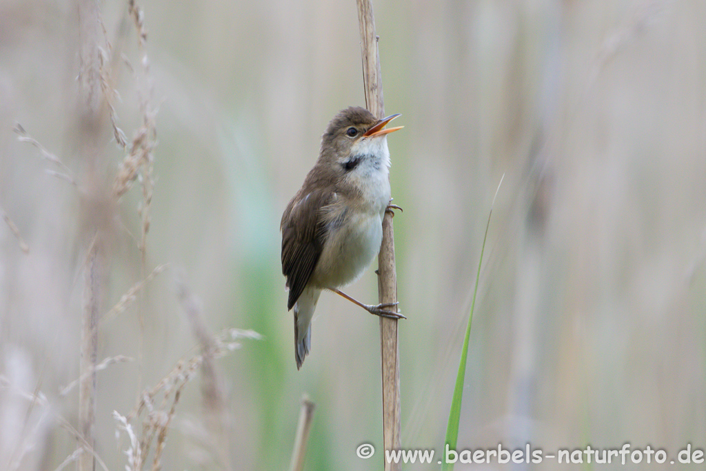 Teichrohrsänger, Rohrspatz