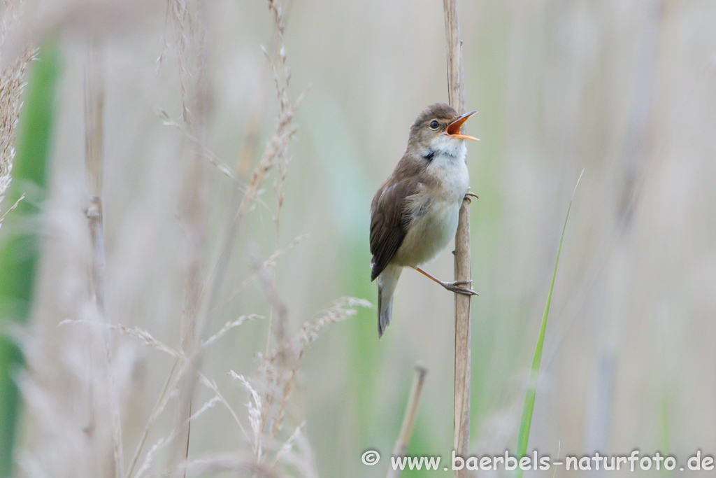 Teichrohrsänger, Rohrspatz