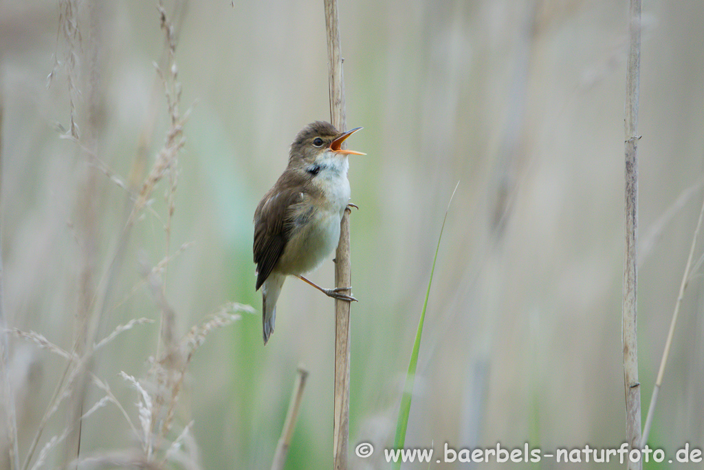 Teichrohrsänger, Rohrspatz