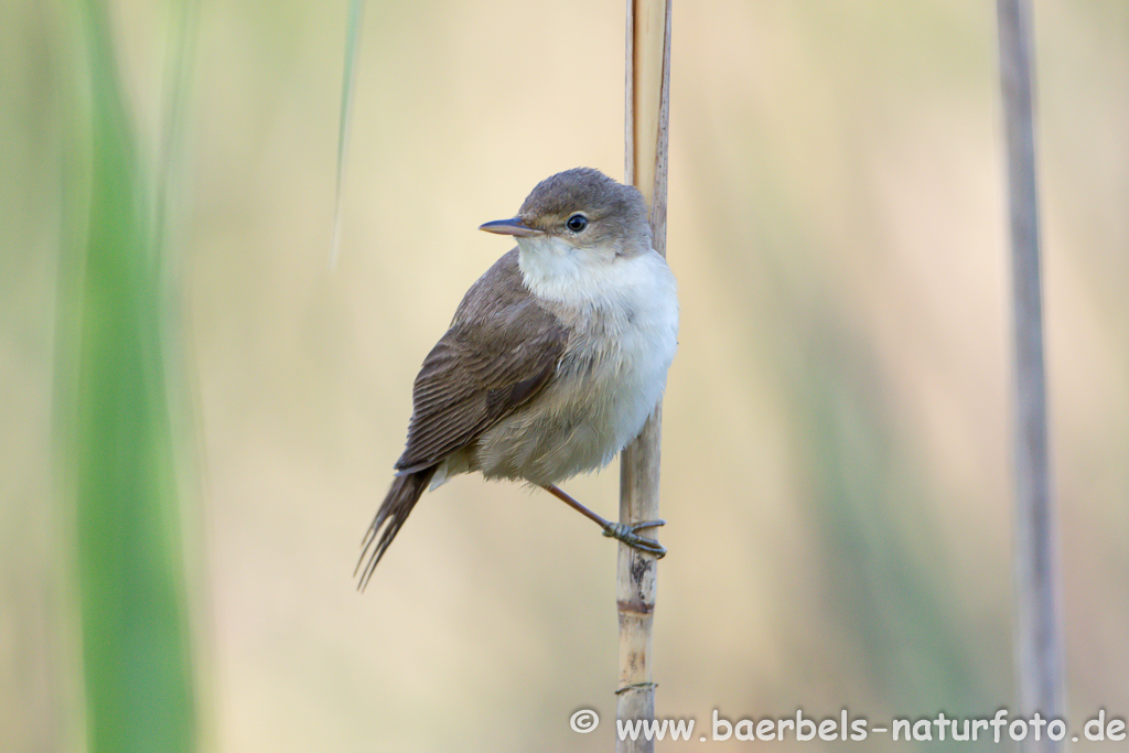 Teichrohrsänger, Rohrspatz