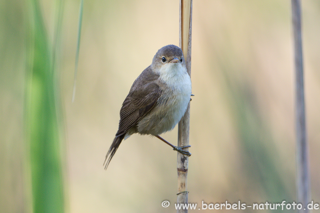 Teichrohrsänger, Rohrspatz