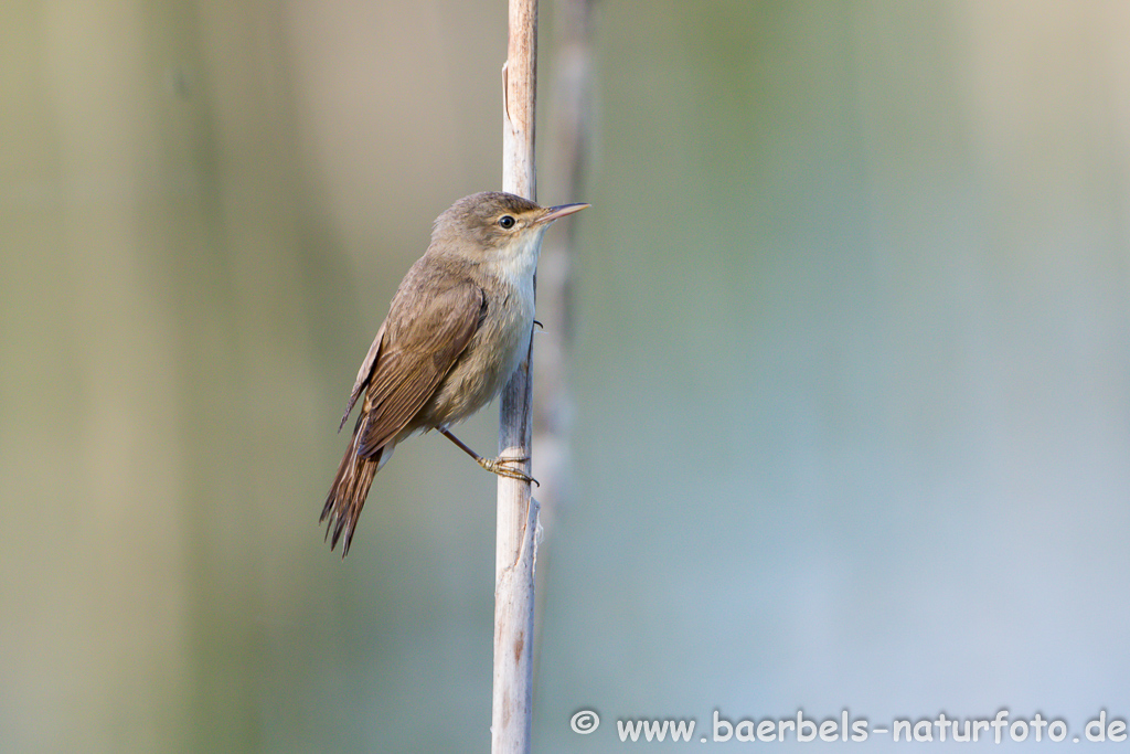 Teichrohrsänger, Rohrspatz