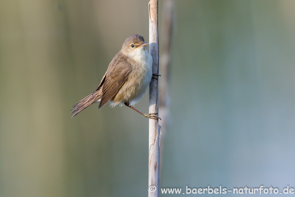 Teichrohrsänger, Rohrspatz