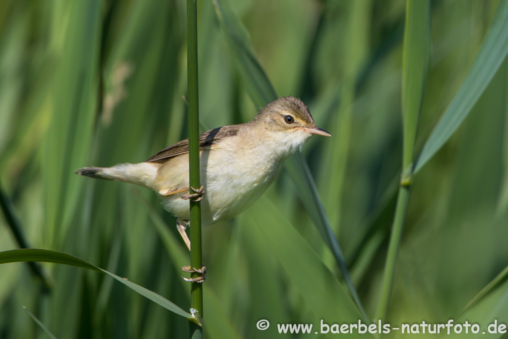 Teichrohrsänger, Rohrspatz