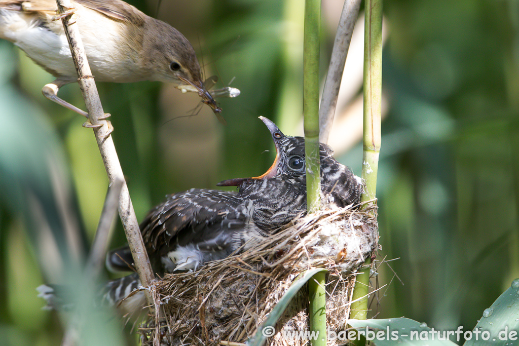 Teichrohrsänger, Rohrspatz