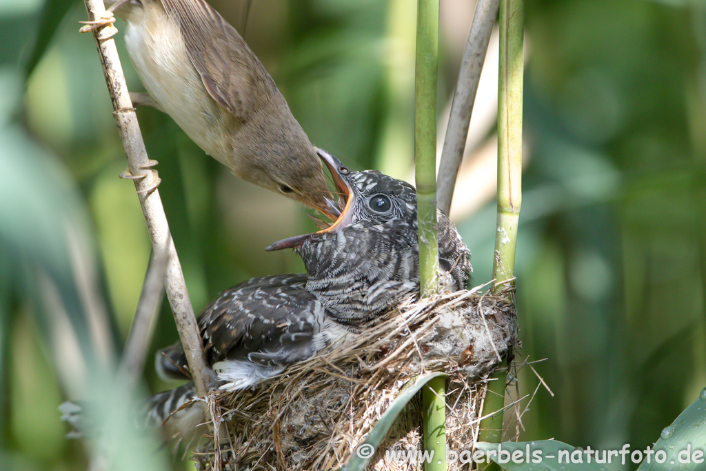 Teichrohrsänger, Rohrspatz