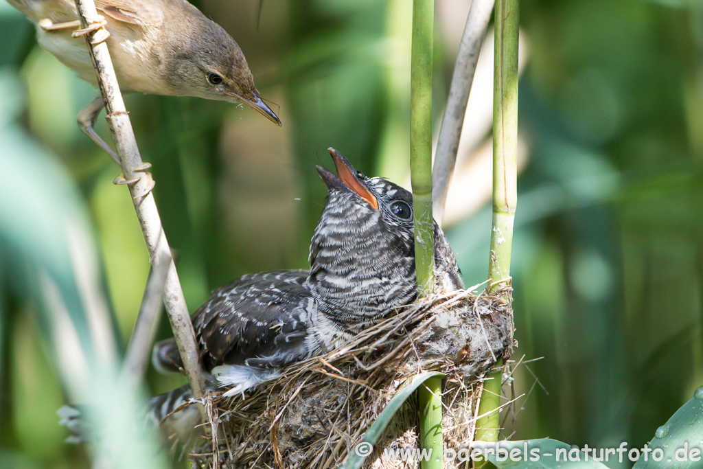 Teichrohrsänger, Rohrspatz