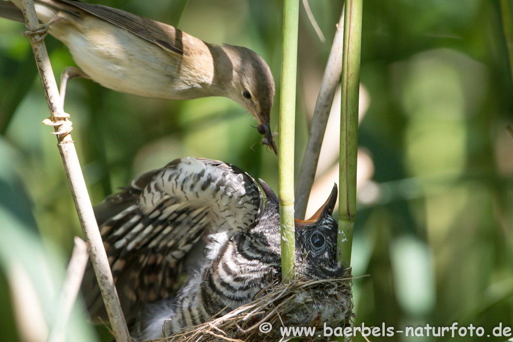 Teichrohrsänger, Rohrspatz