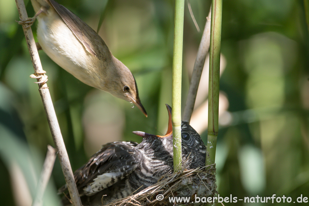 Teichrohrsänger, Rohrspatz