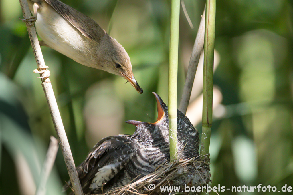 Teichrohrsänger, Rohrspatz