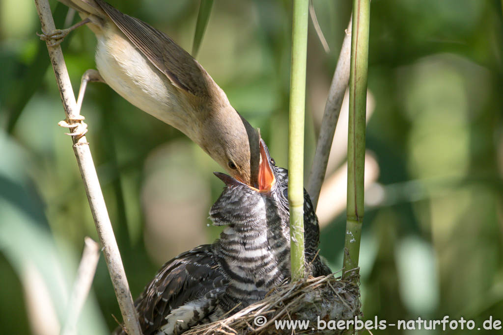 Teichrohrsänger, Rohrspatz