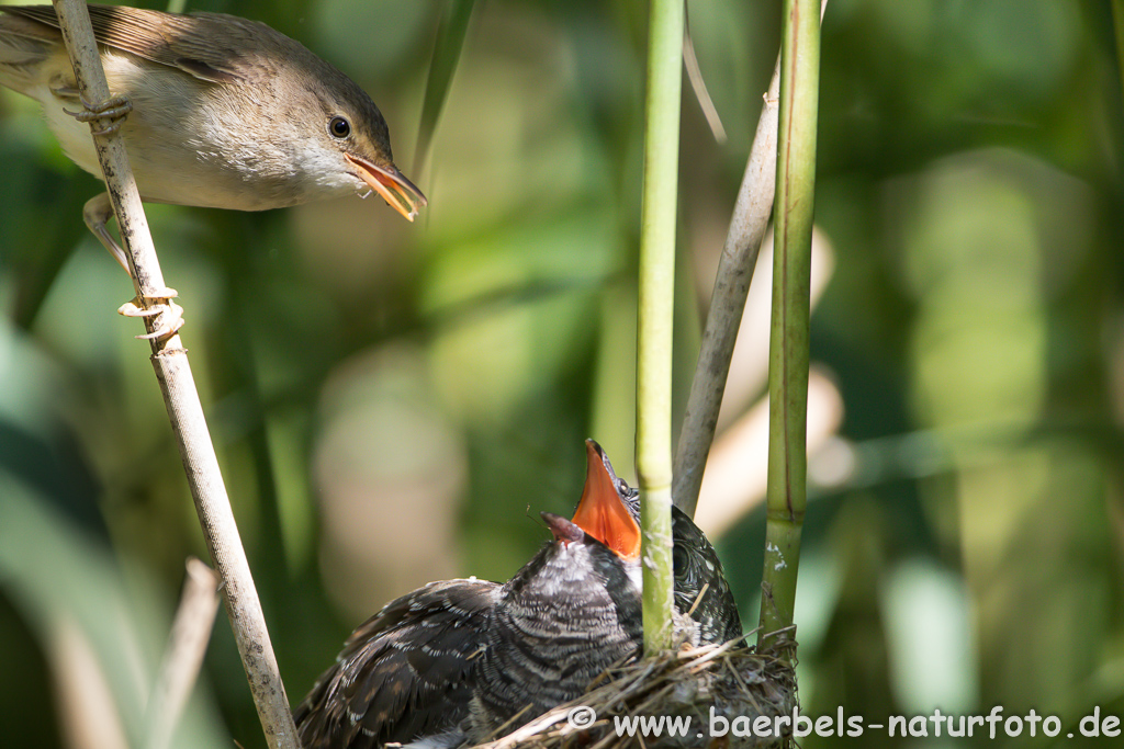 Teichrohrsänger, Rohrspatz