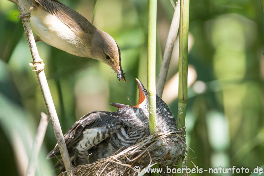 Teichrohrsänger, Rohrspatz