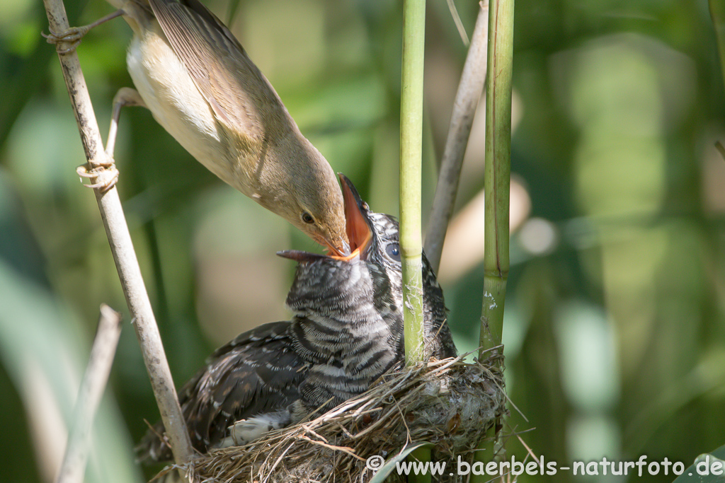 Teichrohrsänger, Rohrspatz