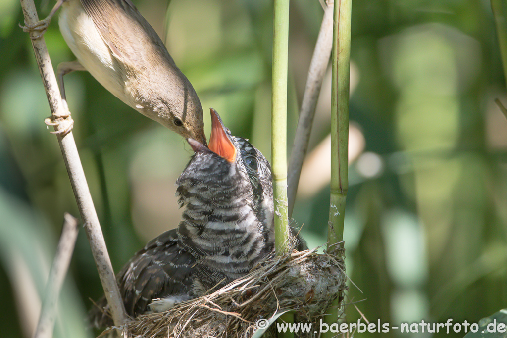 Teichrohrsänger, Rohrspatz